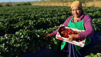 Primitiva, productora de fruta fina de Plottier. Primitiva, productora de fruta fina de Plottier.