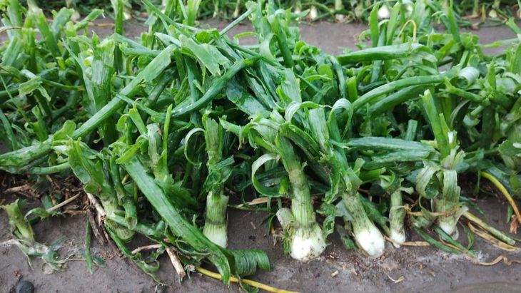 La imagen muestra los daños de la lluvia en Valle Medio sobre una explotación de cebolla. La imagen muestra los daños de la lluvia en Valle Medio sobre una explotación de cebolla.
