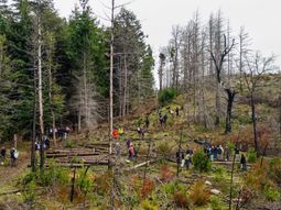 Reforestación de bosques en Chubut. Reforestación de bosques en Chubut.