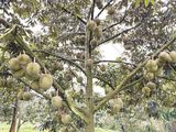 Cuál es la fruta que está redibujando el mapa económico de Asia