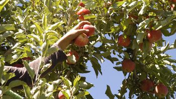 Manzanas cosecha .jpg