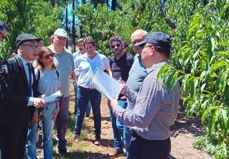 Inspectores del organismo aduanero chino analizaron el sistema productivo y sanitario de la fruta fresca nacional.