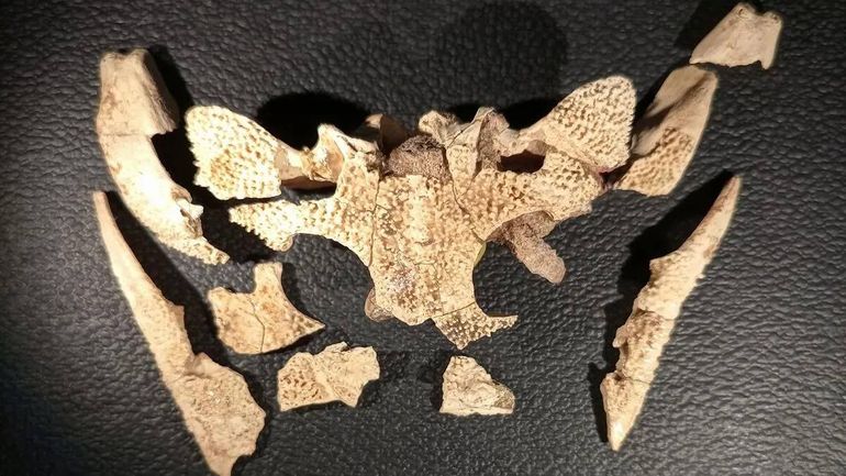 El cráneo del anfibio prehistórico tiene una antigüedad cercana a los 100 mil años. El cráneo del anfibio prehistórico tiene una antigüedad cercana a los 100 mil años.