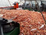 Según se informó, el volumen de langostino descargado en el puerto de Rawson en esta zafra supera en 10 mil toneladas el récord anterior (imagen de archivo).  