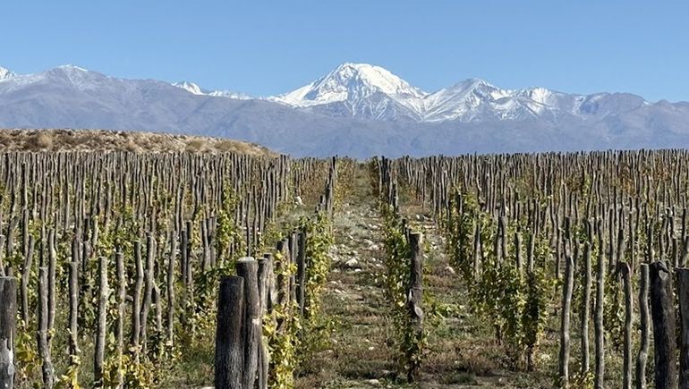25 años de innovación estilística en vinos de Argentina