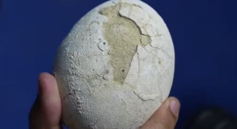 El huevo de dinosaurio que descubrieron en la expedición Patagonia del Conicet