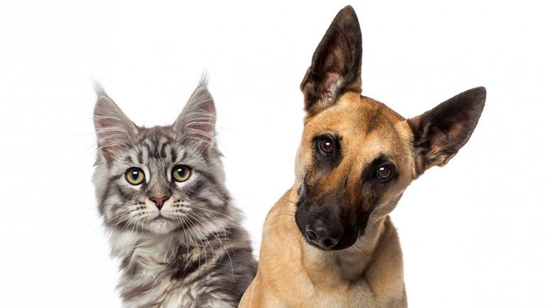 Los cuidados que hay que darles a las mascotas dentro de los hogares