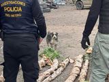 La Brigada de Investigaciones allanó el predio municipal y secuestró nueve plantas de marihuana.