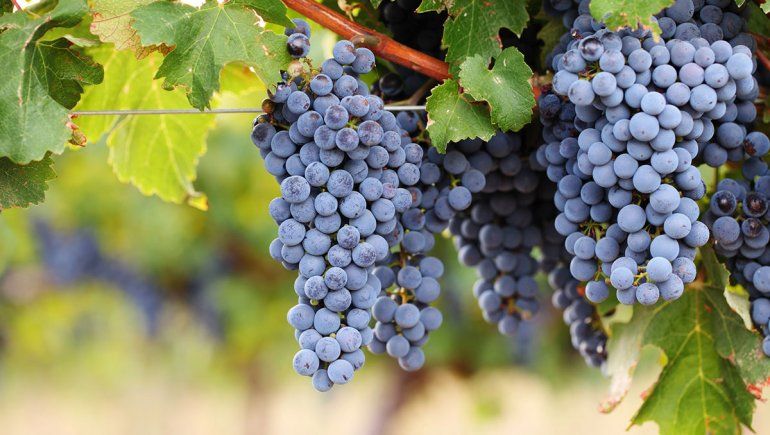 Los mejores Cabernet Sauvignon para decIrle adiós a este invierno