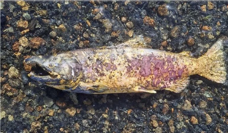 En lugares turísticos como El Chaltén, el salmón chinook implica un impacto negativo en las orillas del río y por malos olores. En lugares turísticos como El Chaltén, el salmón chinook implica un impacto negativo en las orillas del río y por malos olores. 