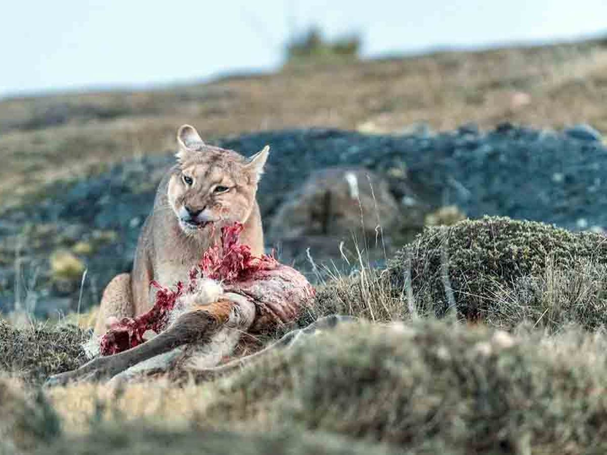 puma ataca a un corredor