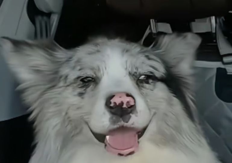 El perro influencer fue robado mientras su dueño se encontraba de viaje. El perro influencer fue robado mientras su dueño se encontraba de viaje.