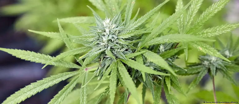 En Alemania se podrán cultivar tres plantas de cannabis por hogar y almacenar hasta 50 gramos secos. En Alemania se podrán cultivar tres plantas de cannabis por hogar y almacenar hasta 50 gramos secos.