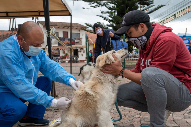 La rabia causa 70 mil muertes al año: veterinarios instan a vacunar a las mascotas