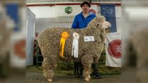 Tras la venta del carnero a un impactante precio en Chubut, los organizadores calificaron a la expo de Comodoro Rivadavia como el mejor remate de la Patagonia Tras la venta del carnero a un impactante precio en Chubut, los organizadores calificaron a la expo de Comodoro Rivadavia como el mejor remate de la Patagonia
