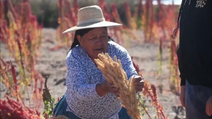 La agricultora Guadalupe Ramos cosechando quinua real frente al salar de Uyuni (Bolivia).EFE/ Esteban Biba. La agricultora Guadalupe Ramos cosechando quinua real frente al salar de Uyuni (Bolivia).EFE/ Esteban Biba.