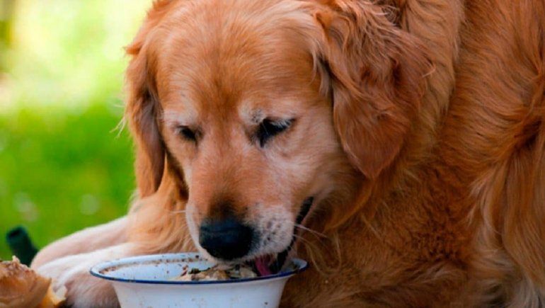 YouTube: dueños de un perro obeso logran cambiarle la vida