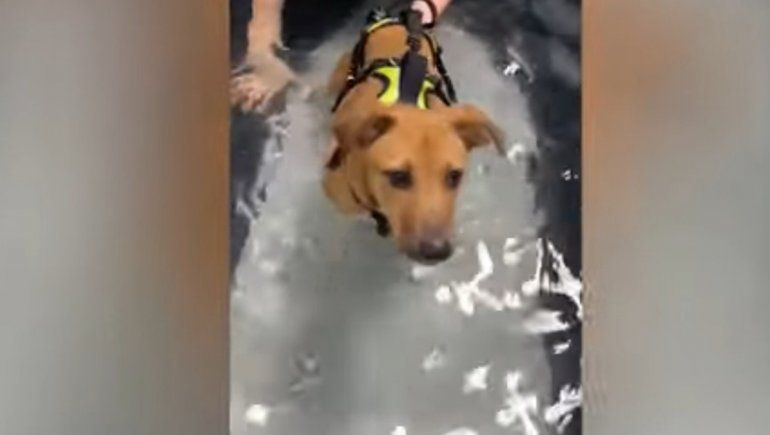 El perrito no deja de sumar reproducciones en YouTube