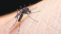 Detectaron la primera ovitrampa positiva de mosquito de dengue.