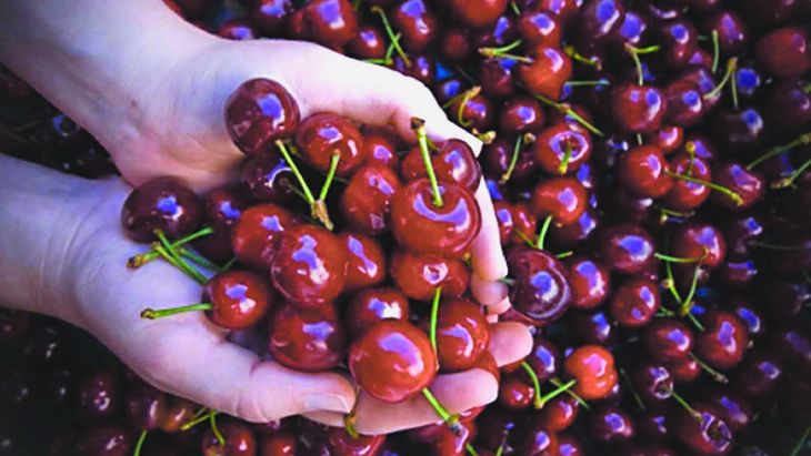 Hace ya diez años que la producción de cerezas no presenta un crecimiento de su superficie implantada. Hace ya diez años que la producción de cerezas no presenta un crecimiento de su superficie implantada.