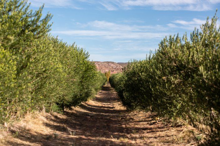Aceite de oliva con mirada ecológica en Rincón de los Sauces