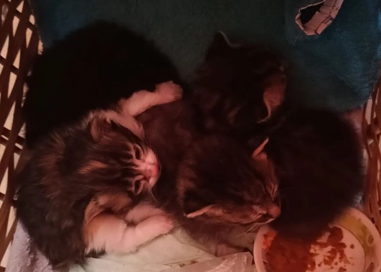 Cinco gatitos: aparecieron en una caja en el barrio Kilómetro 3 de Comodoro Rivadavia. Cinco gatitos: aparecieron en una caja en el barrio Kilómetro 3 de Comodoro Rivadavia.