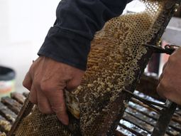 Se viene un concurso de mieles producidas en la Patagonia. Foto: gentileza Municipalidad de Aluminé. Se viene un concurso de mieles producidas en la Patagonia. Foto: gentileza Municipalidad de Aluminé.