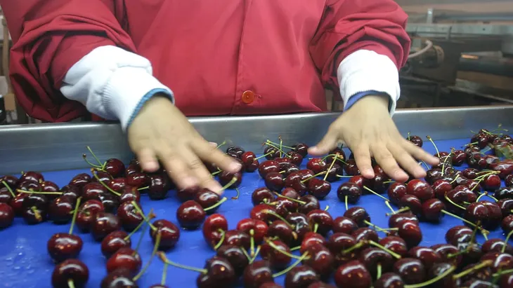 Chile es el principal exportador de cerezas del hemisferio sur y concentra su oferta externa en el mercado de China. Chile es el principal exportador de cerezas del hemisferio sur y concentra su oferta externa en el mercado de China.