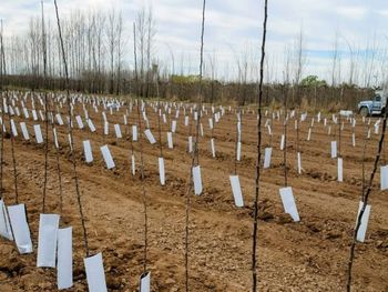 Plantas de calidad, homogéneas y sanas, claves para una exitosa reconversión varietal en el Valle.