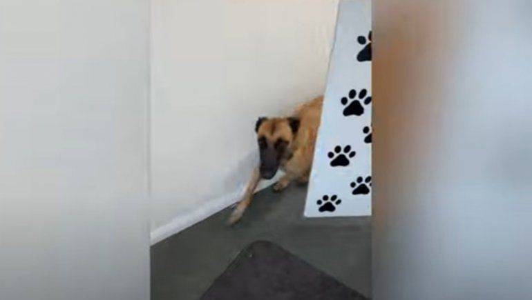 La perrita no deja de sumar reproducciones en YouTube