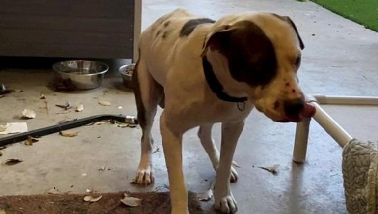La reacción de un perro al entrar por primera vez a una casa que conmovió a todo TikTok.