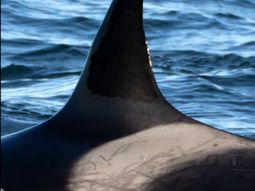 Mica, la orca protagonista del video en Puerto Madryn. Los científicos la identifican por las marcas en la aleta y el lomo. Mica, la orca protagonista del video en Puerto Madryn. Los científicos la identifican por las marcas en la aleta y el lomo.