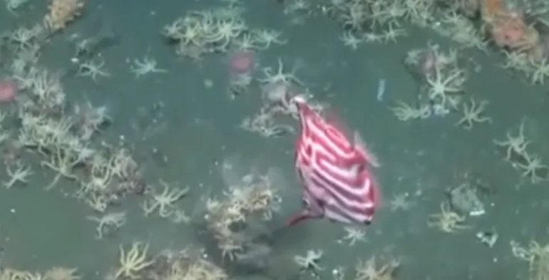 Un pez fuelle rayado, captado desde el Falkor.  Un pez fuelle rayado, captado desde el Falkor.