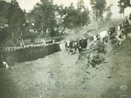 Arreo de ganado en la zona rural de actual barrio Puerto Manzano. Fuente Archivo Visual PatagónicoFoto: Colección Arduser y Archivo Visual Patagónico. Arreo de ganado en la zona rural de actual barrio Puerto Manzano. Fuente Archivo Visual PatagónicoFoto: Colección Arduser y Archivo Visual Patagónico.