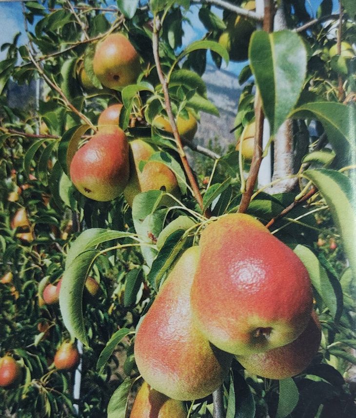 Pera Fred, otra las nuevas variedades que están en el mercado. Pera Fred, otra las nuevas variedades que están en el mercado.