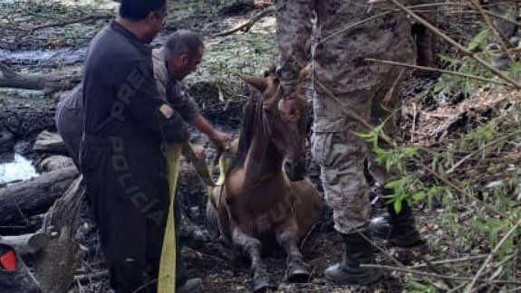 Rescataron a un caballo que quedó atrapado en el lodo del Arroyo Durán
