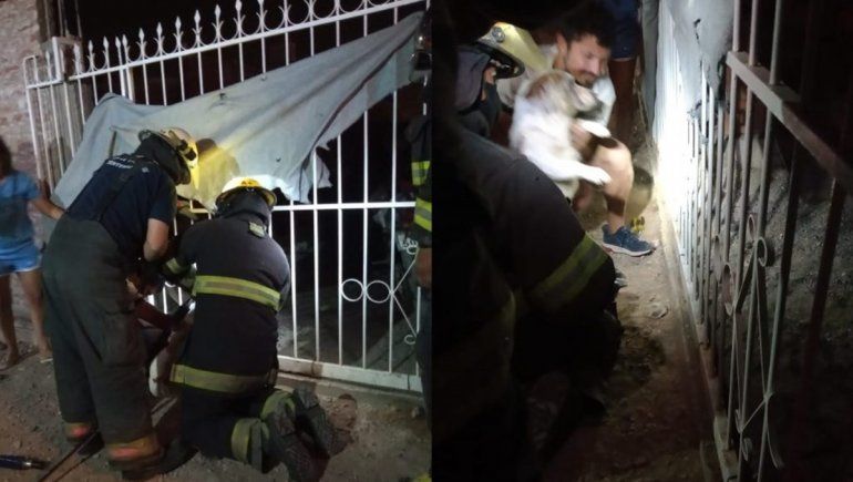 Un perro se atoró en una reja y lo rescataron los Bomberos