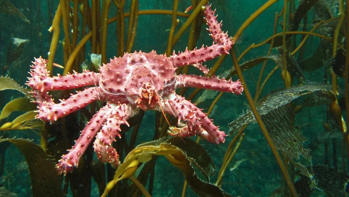 Buceo en Camarones, Chubut.