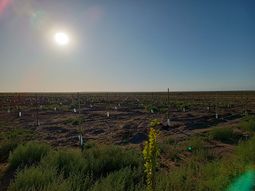 El pistacho ya avanza sobre las tierras de la Patagonia. El pistacho ya avanza sobre las tierras de la Patagonia.