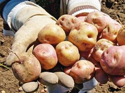 El desarrollo amplía la zona cultivable. El desarrollo amplía la zona cultivable.