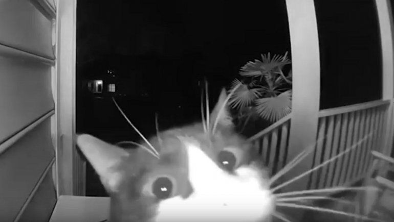 Facebook: el gatito que se volvió viral por tocar el timbre de su casa