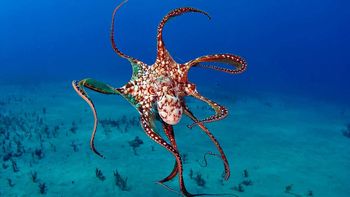 pulpo.jpg