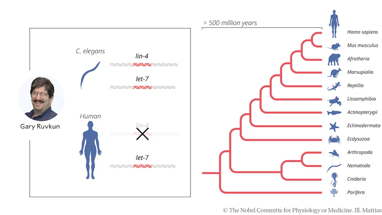 Infografía que muestra el recorrido evolutivo y todas las familias de especies en las que se presenta el microARN (fuente: The Nombel Committe for Phisiology or Medicine. Infografía que muestra el recorrido evolutivo y todas las familias de especies en las que se presenta el microARN (fuente: The Nombel Committe for Phisiology or Medicine.