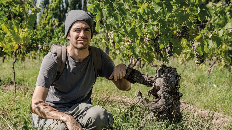 Guillermo, inmerso en viñedos de la Patagonia. Foto: gentileza