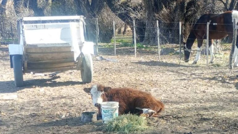El ternero tenía múltiples fracturas y fue rescatado para tener otra vida en Zapala. El ternero tenía múltiples fracturas y fue rescatado para tener otra vida en Zapala.