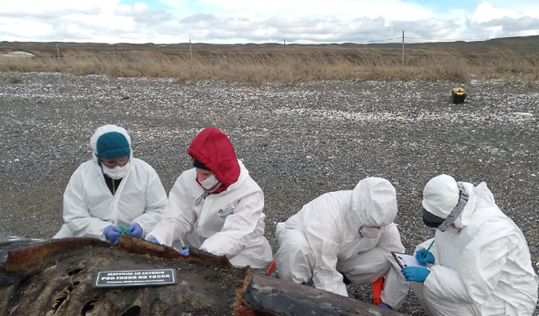 Biólogas lograron hacerles la necropcia a dos de las 26 orcas halladas sin vida en la costa de Tierra del Fuego. Biólogas lograron hacerles la necropcia a dos de las 26 orcas halladas sin vida en la costa de Tierra del Fuego.