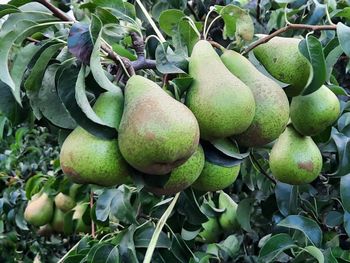 España recupera volúmenes de producción de peras para la presente tempórada.