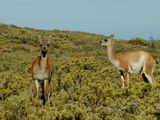 ¿Es viable el aprovechamiento sustentable de la población de guanacos?