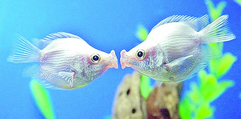 Los peces consumen drogas por la contaminación Los peces consumen drogas por la contaminación