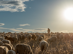 Difundieron un nuevo relevamiento de precios del ganado bovino, ovino, porcino y caprino. Foto: gentileza Difundieron un nuevo relevamiento de precios del ganado bovino, ovino, porcino y caprino. Foto: gentileza